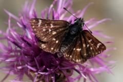 Spiala sertorius, Hespérie des Sanguisorbes (L')