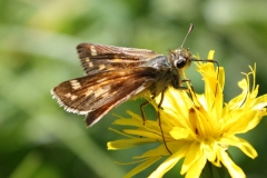 Hesperia comma, Virgule (La)