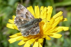 Muschampia floccifera ; Hespérie du Marrube (L'), Hespérie de la Bétoine (L')