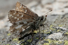Pyrgus andromedae ; Hespérie des frimas (L'), Hespérie de Wallengren (L'), Point d'exclamation (Le)