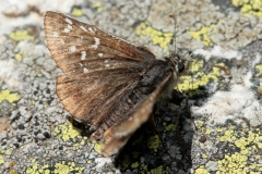 Pyrgus andromedae ; Hespérie des frimas (L'), Hespérie de Wallengren (L'), Point d'exclamation (Le)