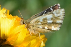 Pyrgus carlinae ; Hespérie de la Parcinière (L'), Hespérie de la Carline (L'), Carlin (Le)