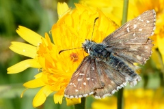 Pyrgus carlinae ; Hespérie de la Parcinière (L'), Hespérie de la Carline (L'), Carlin (Le)