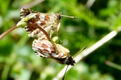 Spialia sertorius ; Hespérie des Sanguisorbes (L'), Sao (La), Roussâtre (Le), Tacheté (Le)