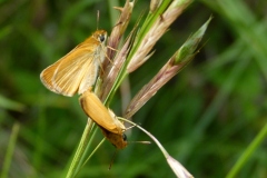 Thymelicus acteon ; Hespérie du Chiendent (L’), Hespérie Actéon (L’), Actéon (L’)