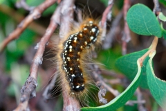 Eriogaster arbusculae, Laineuse de l'Aulne vert (La)