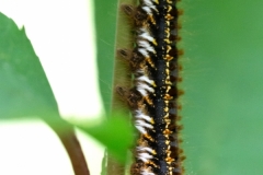 Euthrix potatoria, Buveuse (La)