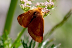Malacosoma alpicola, Livrée des alpages (La)