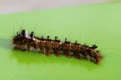 Dendrolimus pini, Bombyx du Pin (Le)