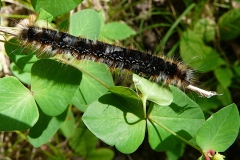 Eriogaster catax ; Bombyx Evérie (Le) Laineuse du Prunellier (La)