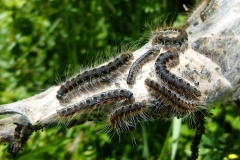 Eriogaster lanestris ; Laineuse du Cerisier (La), Bombyx laineux (Le)