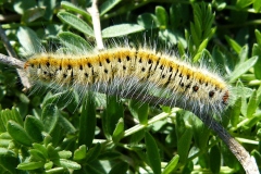 Lasiocampa trifolii ; Petit minime à bande (Le), Bombyx du Trèfle (Le)