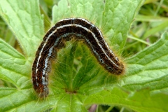 Malacosoma alpicola, Alpine (L')