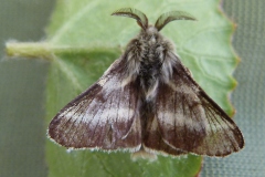 Malacosoma alpicola, Alpine (L')