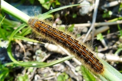 Malacosoma castrense, Livrée des prés (La)