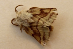 Malacosoma castrense, Livrée des prés (La)