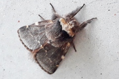 Poecilocampa populi, Bombyx du Peuplier (Le)