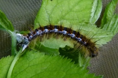 Trichiura crataegi, Bombyx de l'Aubépine (Le)