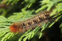 Lasiocampa quercus ; Bombyx du Chêne (Le), Minime à bandes jaunes (Le)