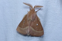 Lasiocampa trifolii ; Petit minime à bande (Le), Bombyx du Trèfle (Le)