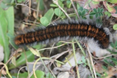 Macrothylacia rubi ; Bombyx de la Ronce (Le), Polyphage (La)