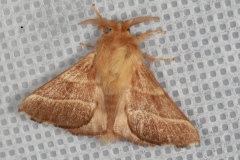 Malacosoma neustria, Livrée des arbres (La), Bombyx à livrée (Le)