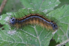 Malacosoma neustria ; Livrée des arbres (La), Bombyx à livrée (Le)
