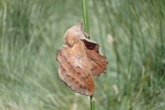 Phyllodesma tremulifolia ; Petite Feuille-Morte (La), Feuille-Morte du Tremble (La)