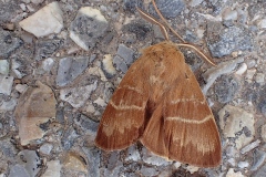Macrothylacia rubi ; Bombyx de la Ronce (Le), Polyphage (La)