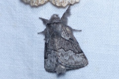 Trichiura crataegi, Bombyx de l'Aubépine (Le)
