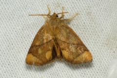 Apoda limacodes, Tortue (La)