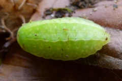 Apoda limacodes, Tortue (La)