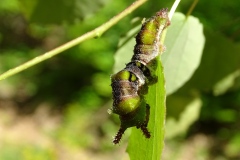Limenitis populi ; Grand Sylvain (Le), Nymphale du Peuplier (La)