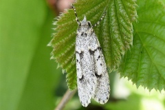 Diurnea fagella