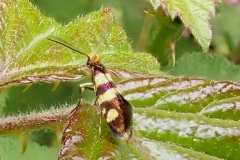 Mompha locupletella
