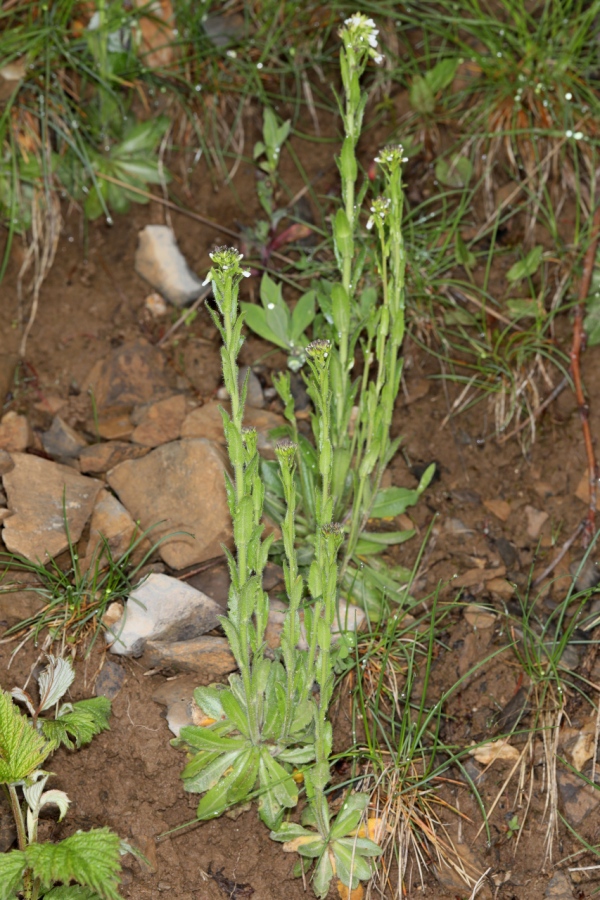 Arabis hirsuta ; Arabette poilue, Arabette hérissée, Arabette hirsute