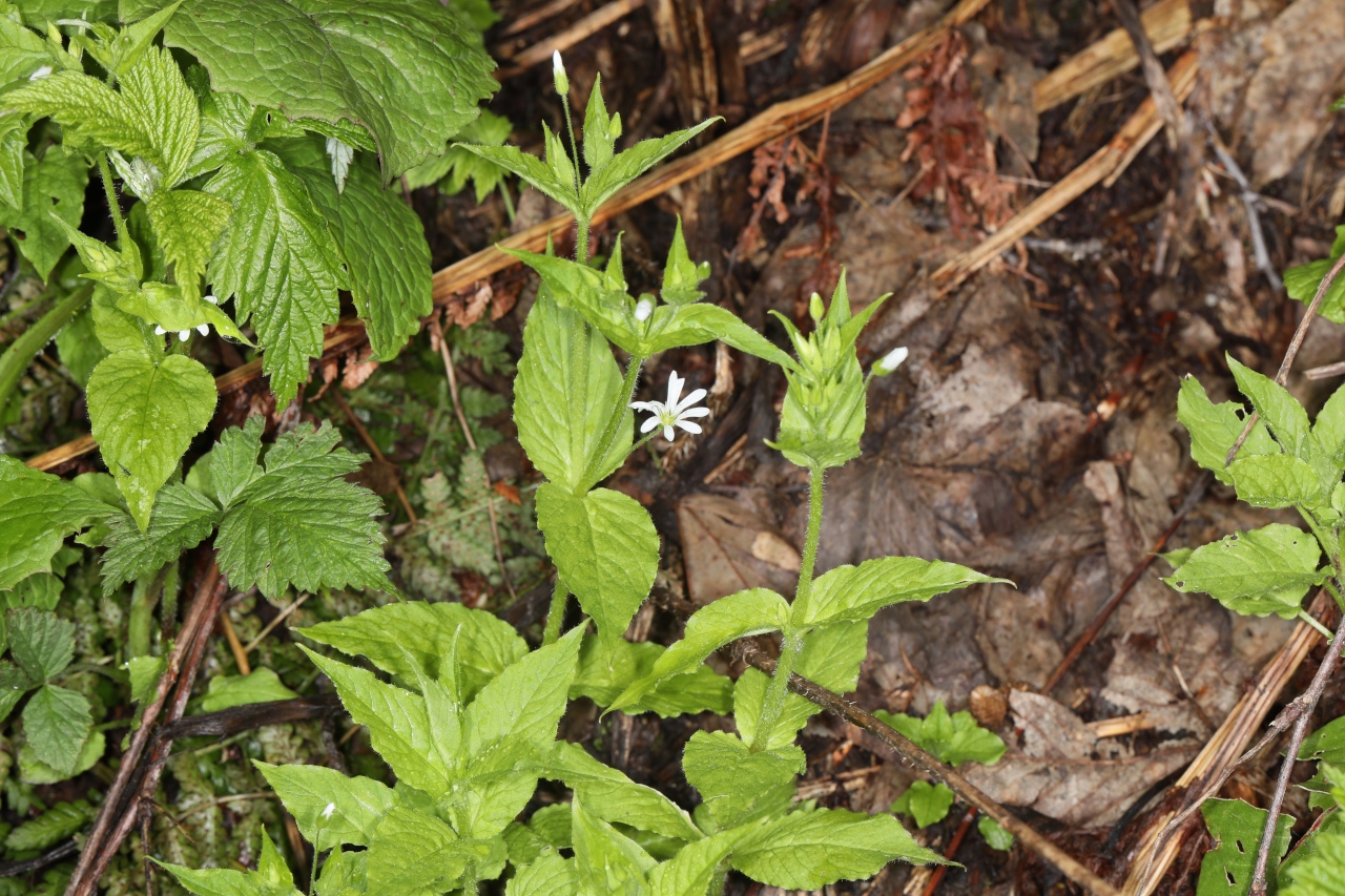 Stellaria nemorum ; Stellaire des bois