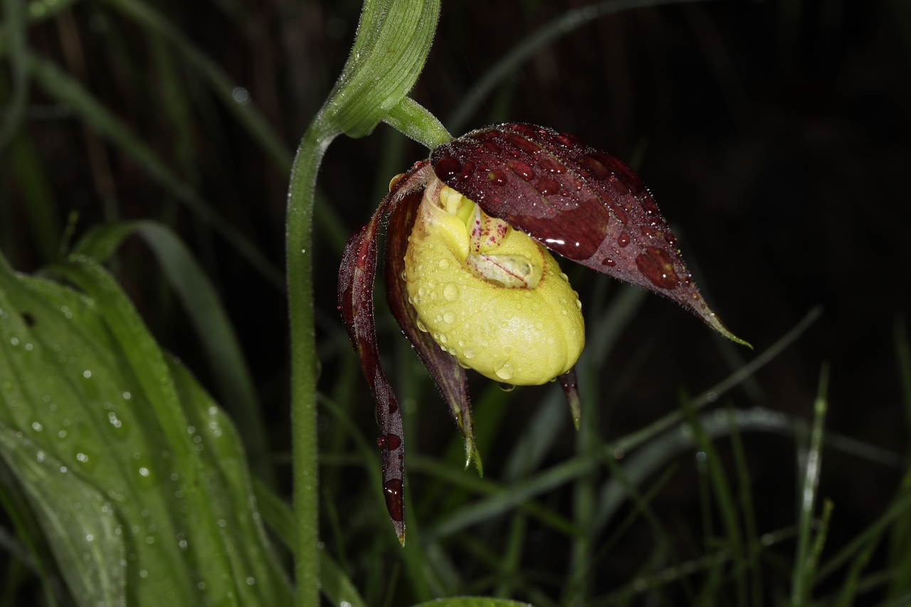 Cypripedium calceolus ; Cypripède sabot-de-Vénus, Sabot-de-Vénus, Pantoufle-de-Notre-Dame
