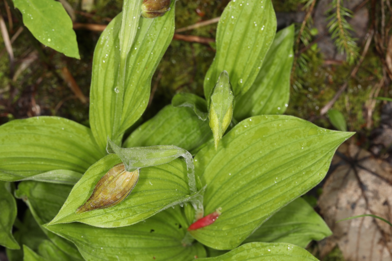 Cypripedium calceolus ; Cypripède sabot-de-Vénus, Sabot-de-Vénus, Pantoufle-de-Notre-Dame