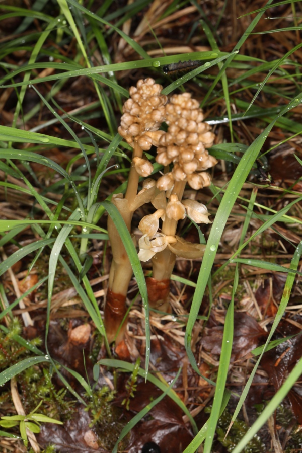 Neottia nidus-avis ; Néottie nid-d'oiseau, Herbe aux vers
