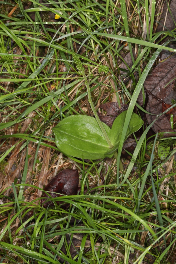 Neottia ovata ; Néottie ovale, Grande Listère, Double-feuille, Listère à feuilles ovales, Listère ovale