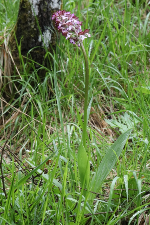 Orchis purpurea ; Orchis pourpre, Grivollée, Orchis casque, Orchis brun