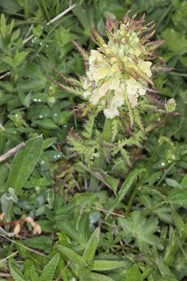 Pedicularis foliosa ; Pédiculaire feuillée, Pédiculaire feuillue