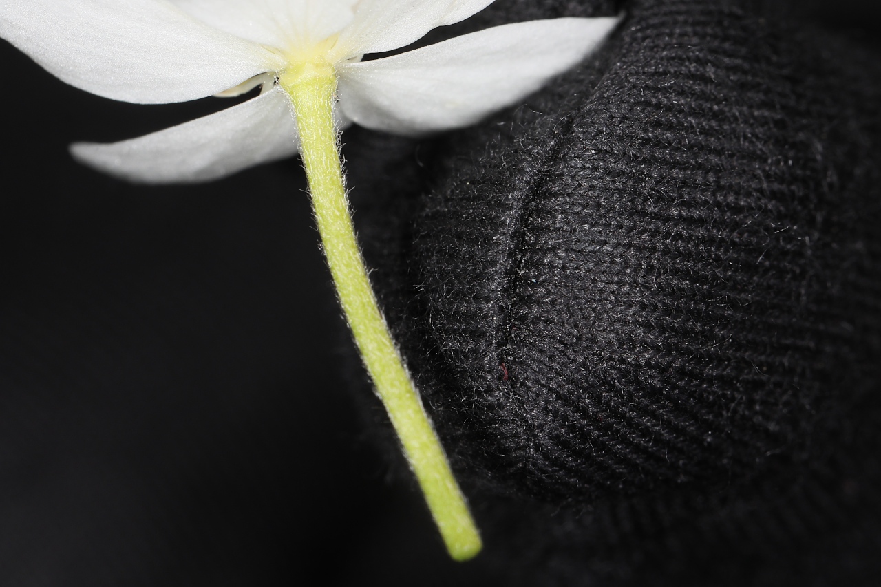 Ranunculus aconitifolius ; Renoncule à feuilles d'aconit, Bouton-d'argent