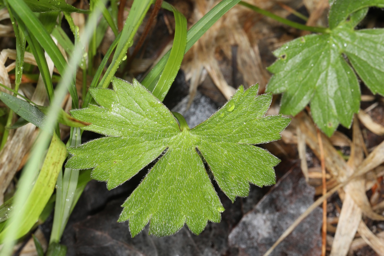 Ranunculus auricomus ; Renoncule tête-d'or, Renoncule à tête d'or