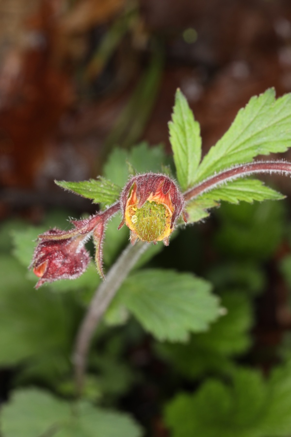 Geum rivale ; Benoîte des ruisseaux