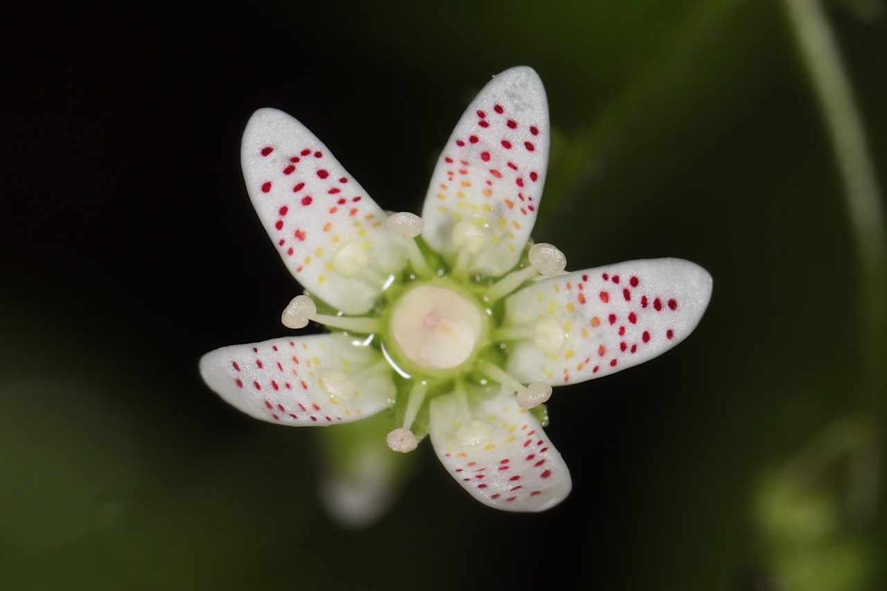 Saxifraga rotundifolia ; Saxifrage à feuilles rondes