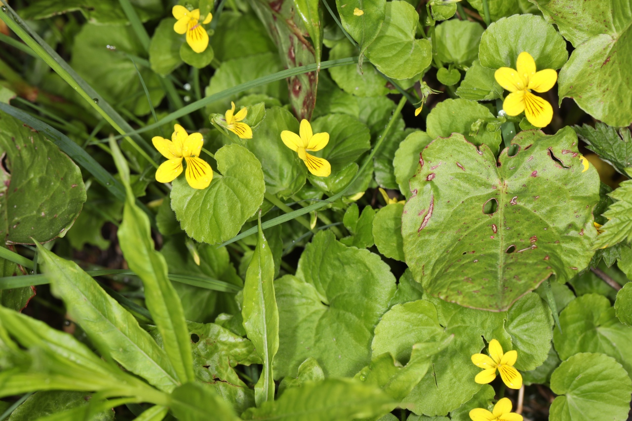 Viola biflora ; Violette à deux fleurs, Pensée à deux fleurs