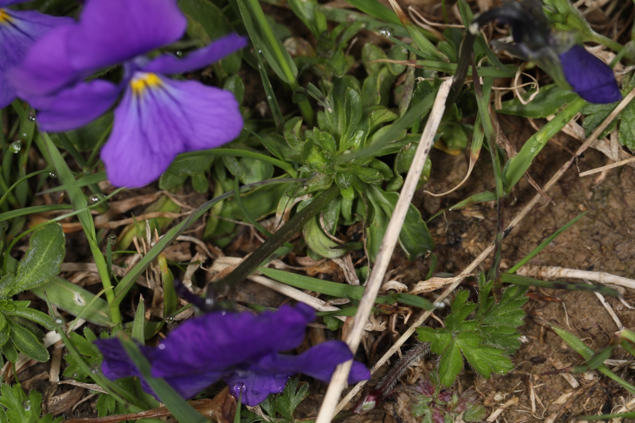 Viola calcarata ; Violette à éperons, Pensée éperonnée, Pensée des Alpes, Pensée à éperons