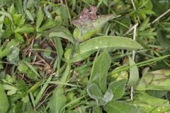 Bupleurum alpigenum ; Buplèvre des Alpes, Buplèvre à feuilles de chou
